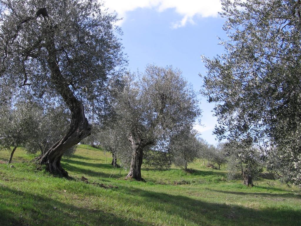 Casa Fioranna Seggiano Quarto foto